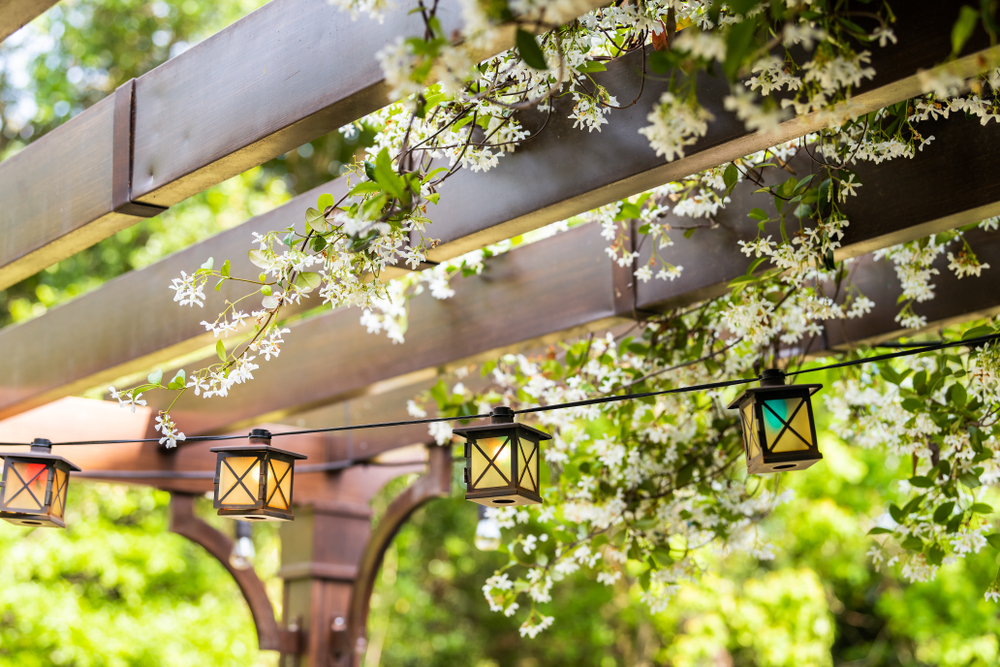 Plants on DIY Pergola